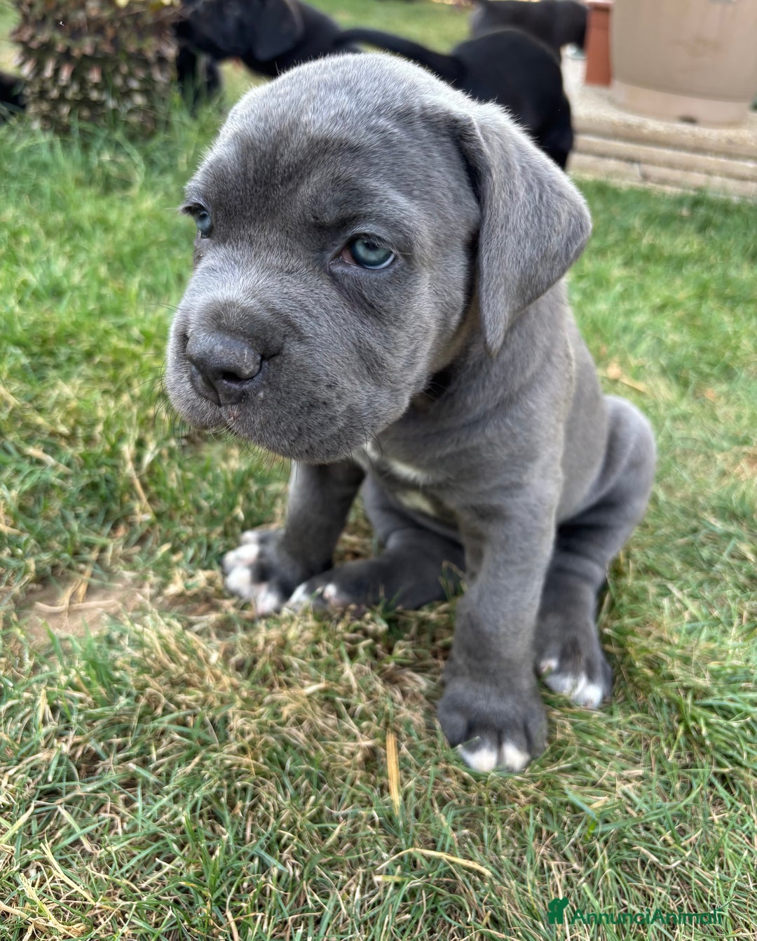 Cane Corso cani in vendita: Cuccioli cane corso a Provincia di Verona - Immagine 3