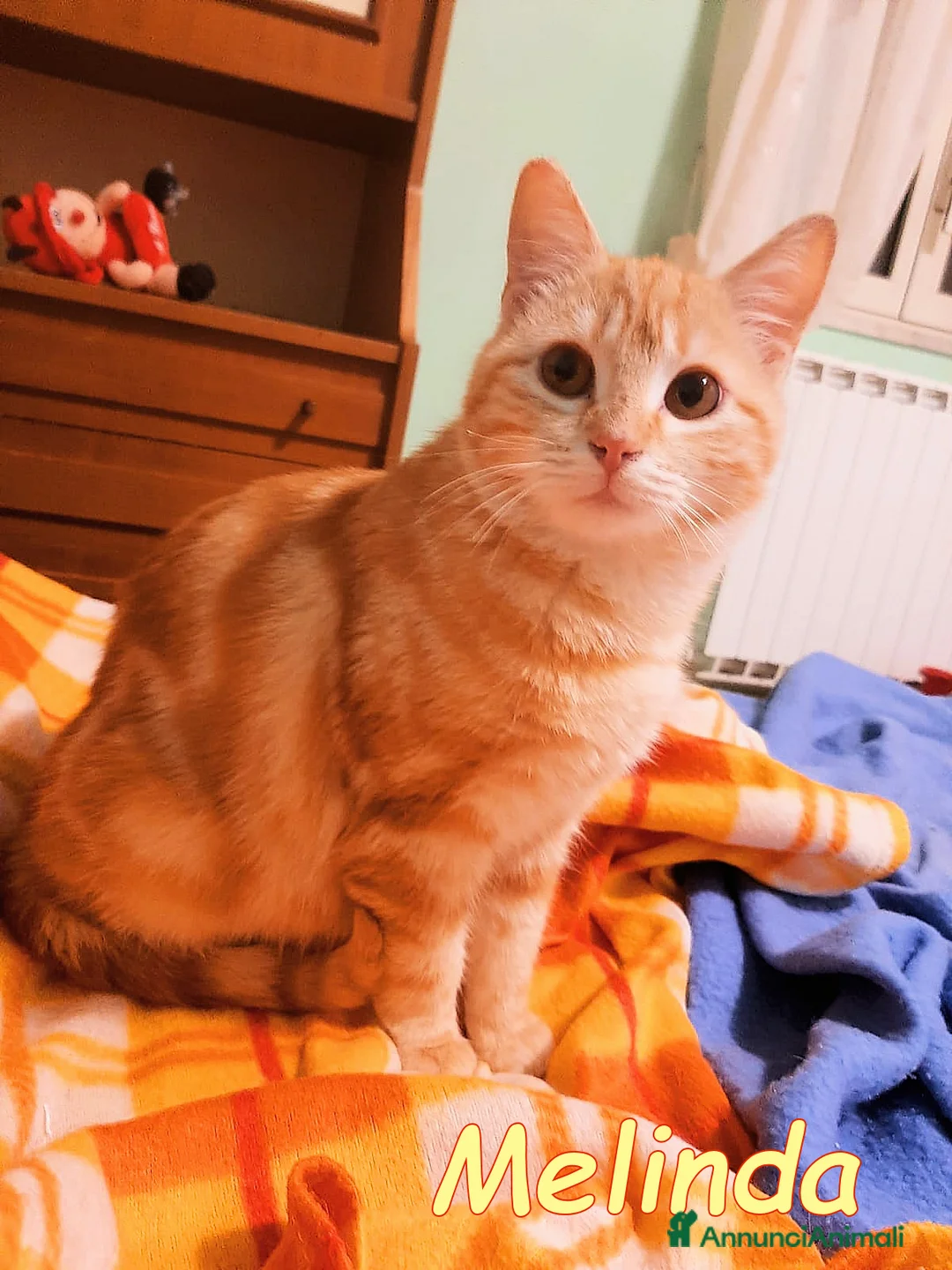 Europeo gatti in regalo: Melinda, piccola meraviglia rossa - Annuncio 3