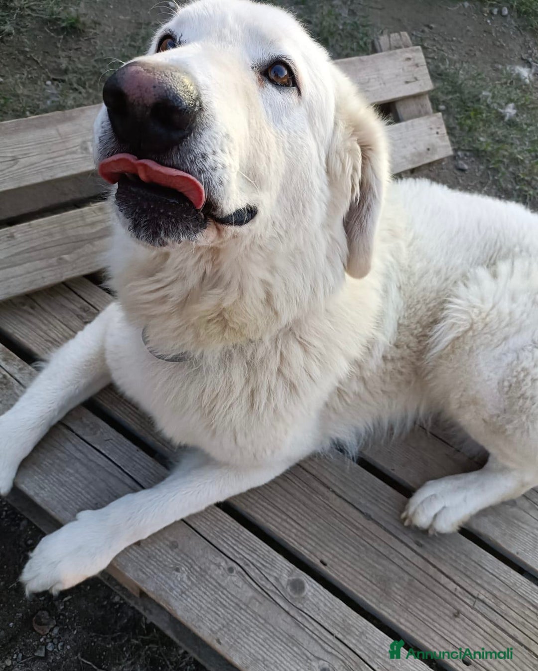 Pastore Maremmano cani in regalo: Tony meraviglioso Angelo di 4 anni rinchiuso  - Annuncio 10