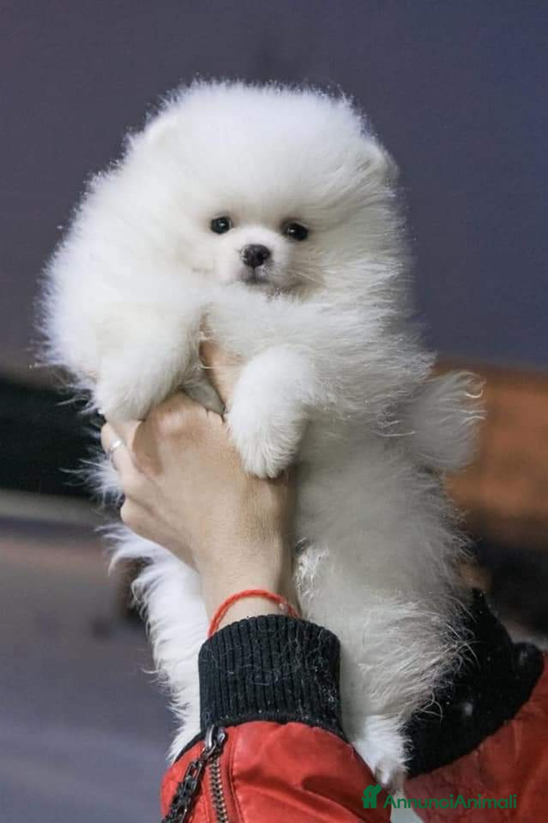 Spitz cani in vendita: Spitz tedesco NANO Pomerania  - Annuncio 20