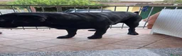 Labrador cani in vendita: Labrador Retriever a Provincia di Piacenza - Annuncio 8