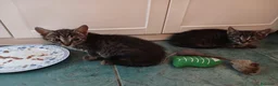 Certosino gatti in regalo: Fratellini tigratini - Annuncio 6