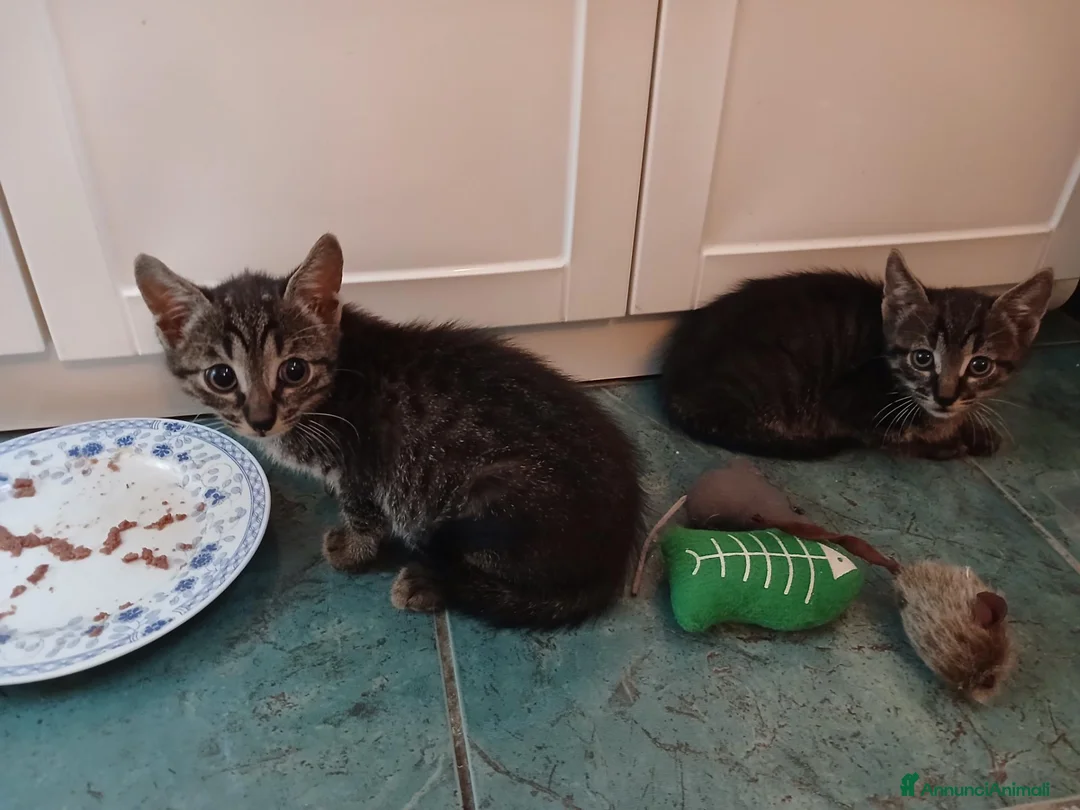 Certosino gatti in regalo: Fratellini tigratini - Annuncio 6