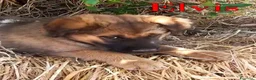 Meticcio cani in regalo: Locky ed Elvis dolcissimi cuccioli in adozione - Annuncio 8