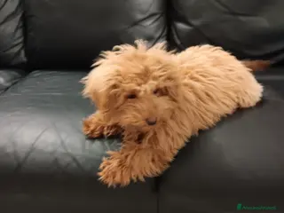 Barboncino Toy cani Barboncino toy maschio - Annuncio 1