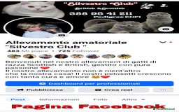British gatti in vendita: British Shorthair cuccioli  a Città metropolitana di Roma Capitale - Immagine 23