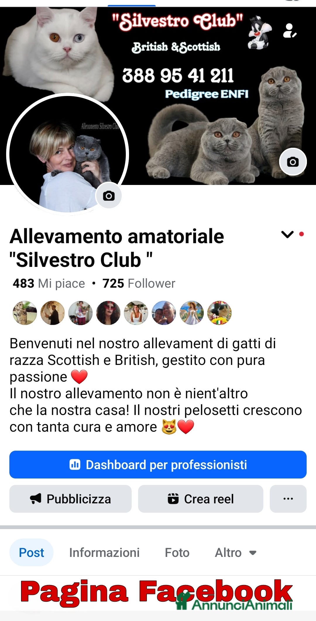 British gatti in vendita: British Shorthair cuccioli  a Città metropolitana di Roma Capitale - Immagine 23