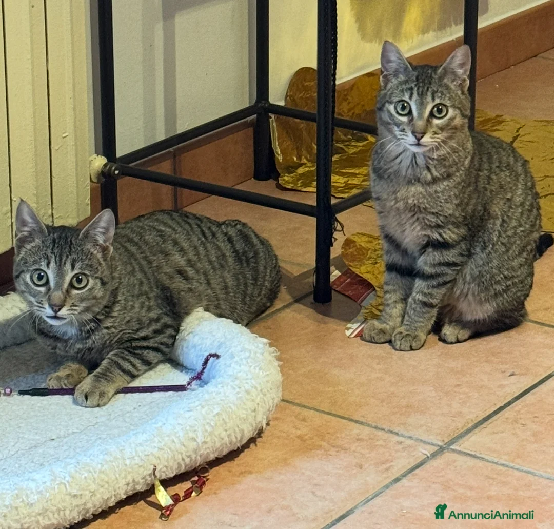 Europeo gatti in regalo: Gemellini di 5 mesi inseparabili a Cremona  - Annuncio 3