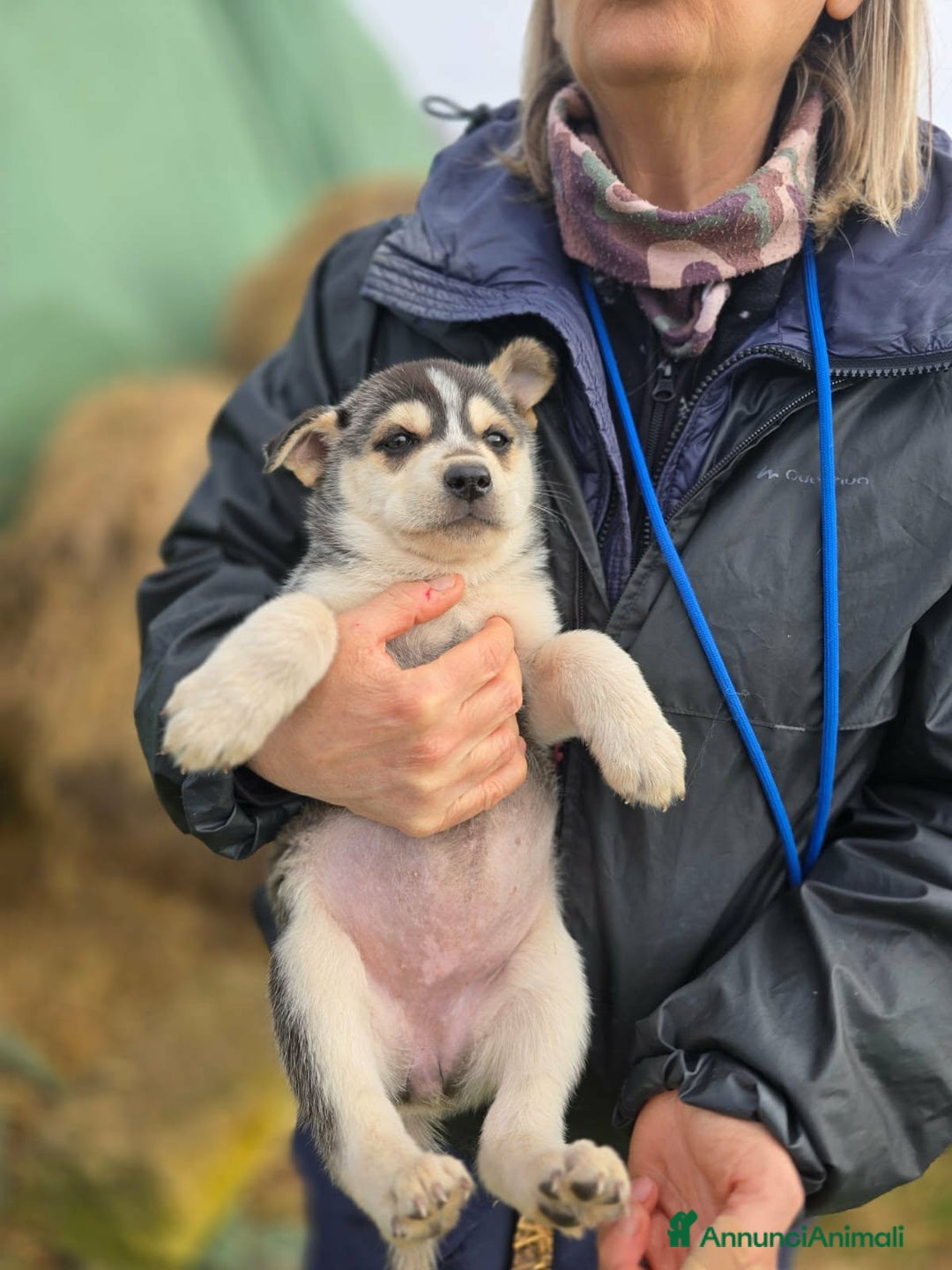 Meticcio cani in regalo: Sveva dolce cucciola aspetta una famiglia - Annuncio 3