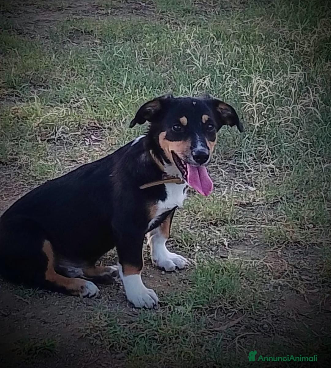 Meticcio cani in regalo: OSCAR 💙 - taglia medio piccola cerca casa!!! 😍 - Annuncio 2