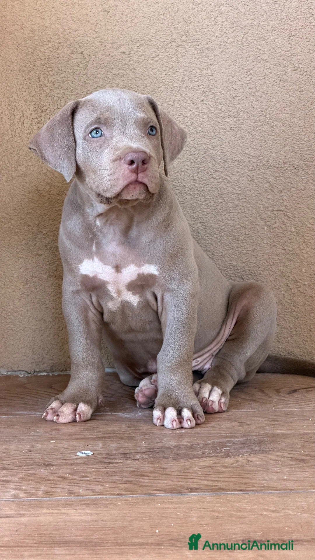 American Bully cani in vendita: American Bully XL - Annuncio 2