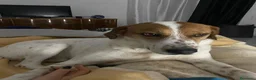 Meticcio cani in regalo: TOMMY bravo!Deve finalmente trovare pace a Città Metropolitana di Torino - Annuncio 3