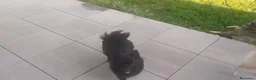 Volpino Pomerania cani in vendita: Volpino nero cucciolone - Annuncio 3