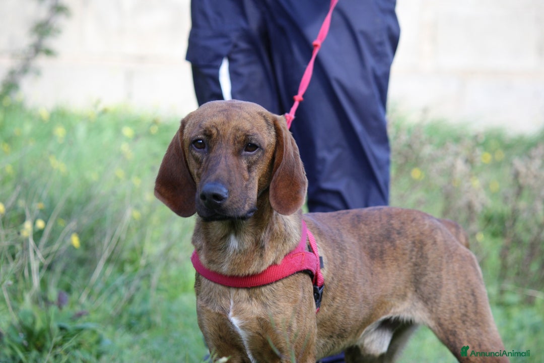 Meticcio cani in regalo: Giordan giovane segugio in adozione  - Annuncio 5
