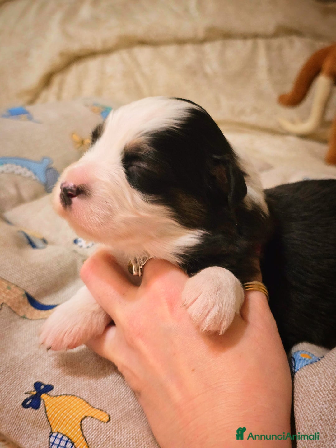 Australian Shepherd cani in vendita: Cucciole di pastore australiano con pedigree ENCI - Annuncio 25