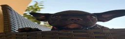Bulldog Francese cani in vendita: Cuccioli di Bulldog Francese - Annuncio 12