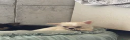 Chihuahua cani in vendita: Chihuahua maschio pelo lungo - Annuncio 2
