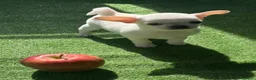 Chihuahua cani in vendita: Cuccioli chihuahua a Provincia di Cremona - Annuncio 2
