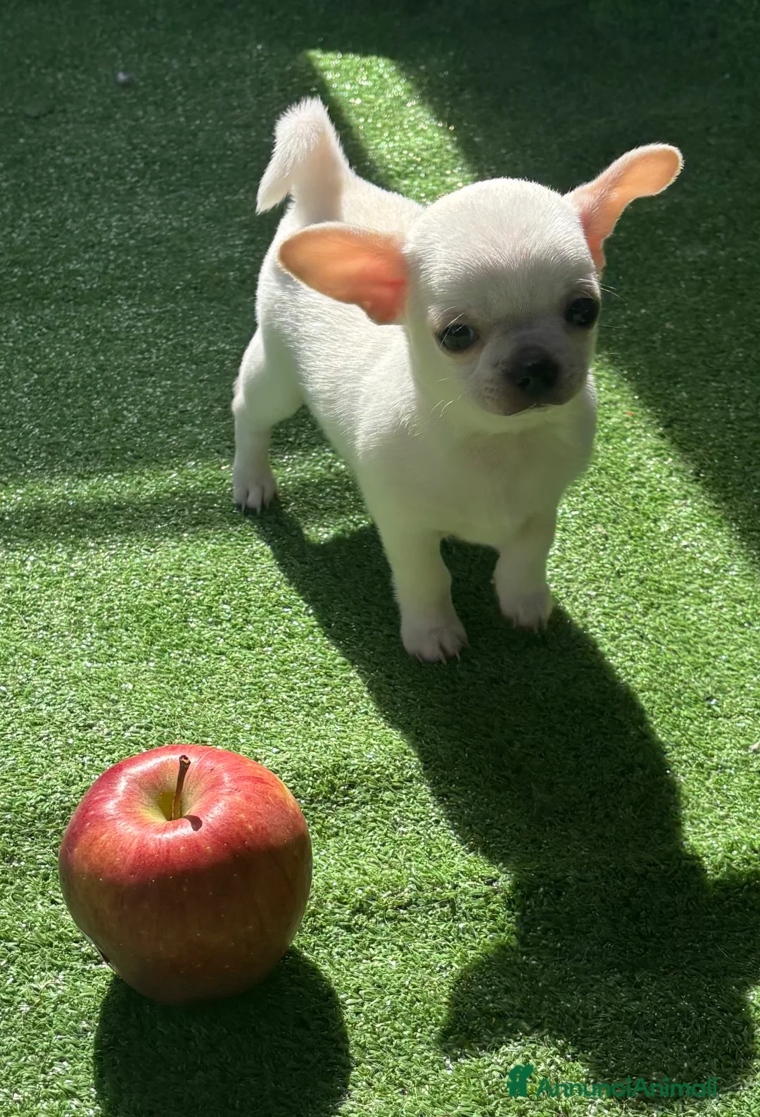 Chihuahua cani in vendita: Cuccioli chihuahua a Provincia di Cremona - Annuncio 2