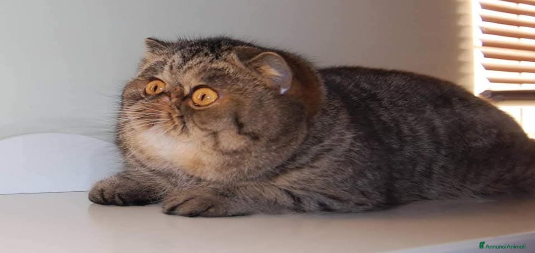 Immagine della galleria {{count}}