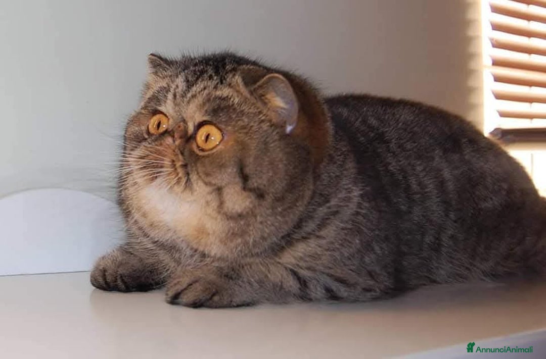 Immagine della galleria {{count}}