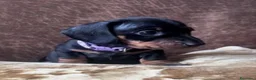 Bassotto cani in vendita: Bassotti NANI - Annuncio 7