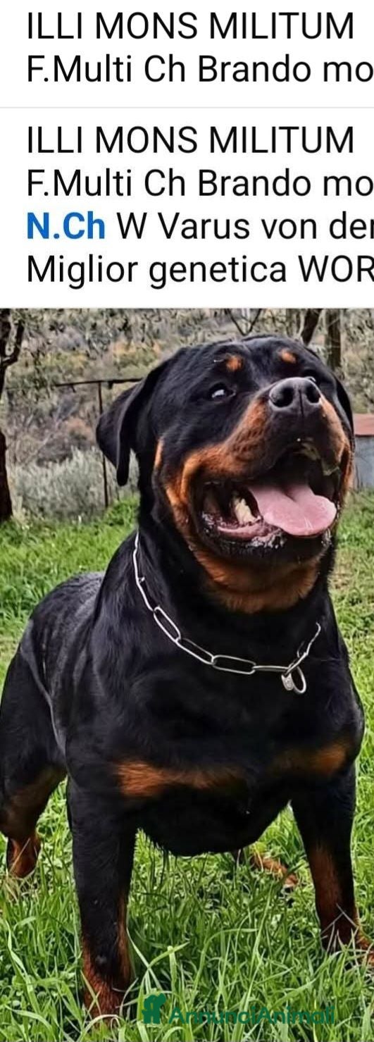 Rottweiler cani Disponibili cuccioli Rottweiler  - Annuncio 1
