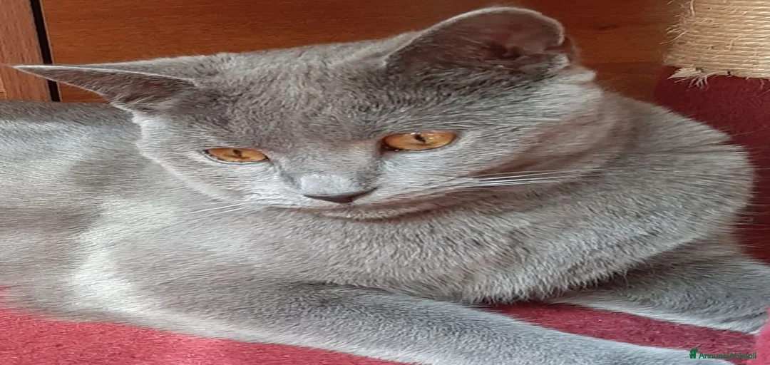 Immagine della galleria {{count}}