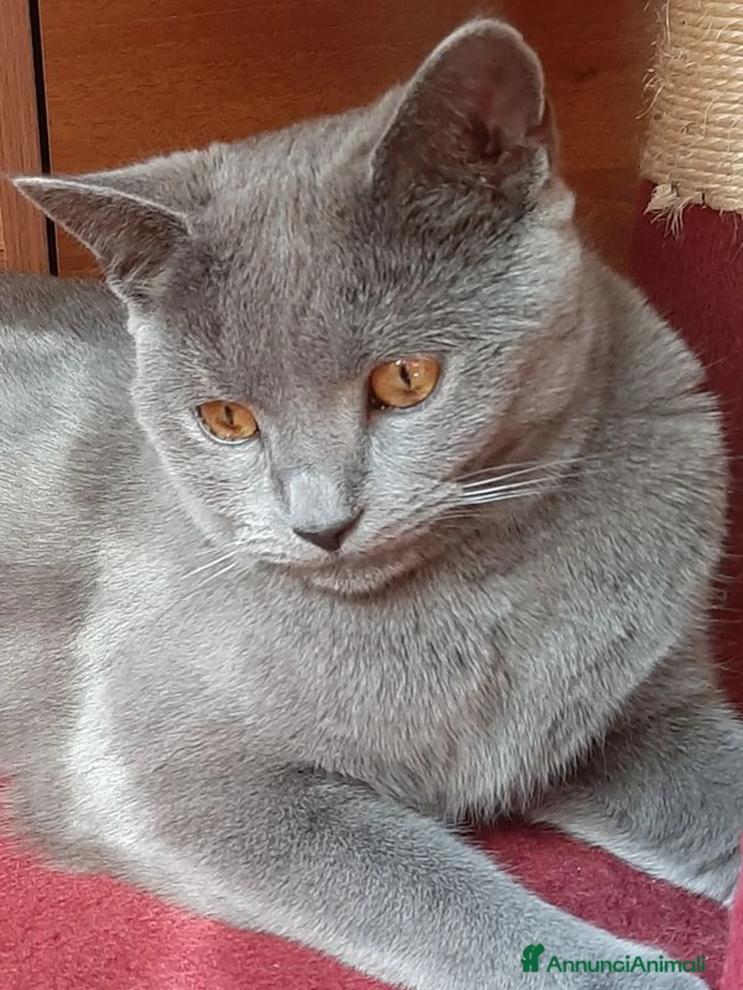 Immagine della galleria {{count}}