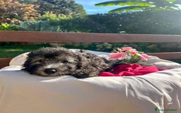 Barboncino cani in vendita: Barboncino  - Annuncio 11