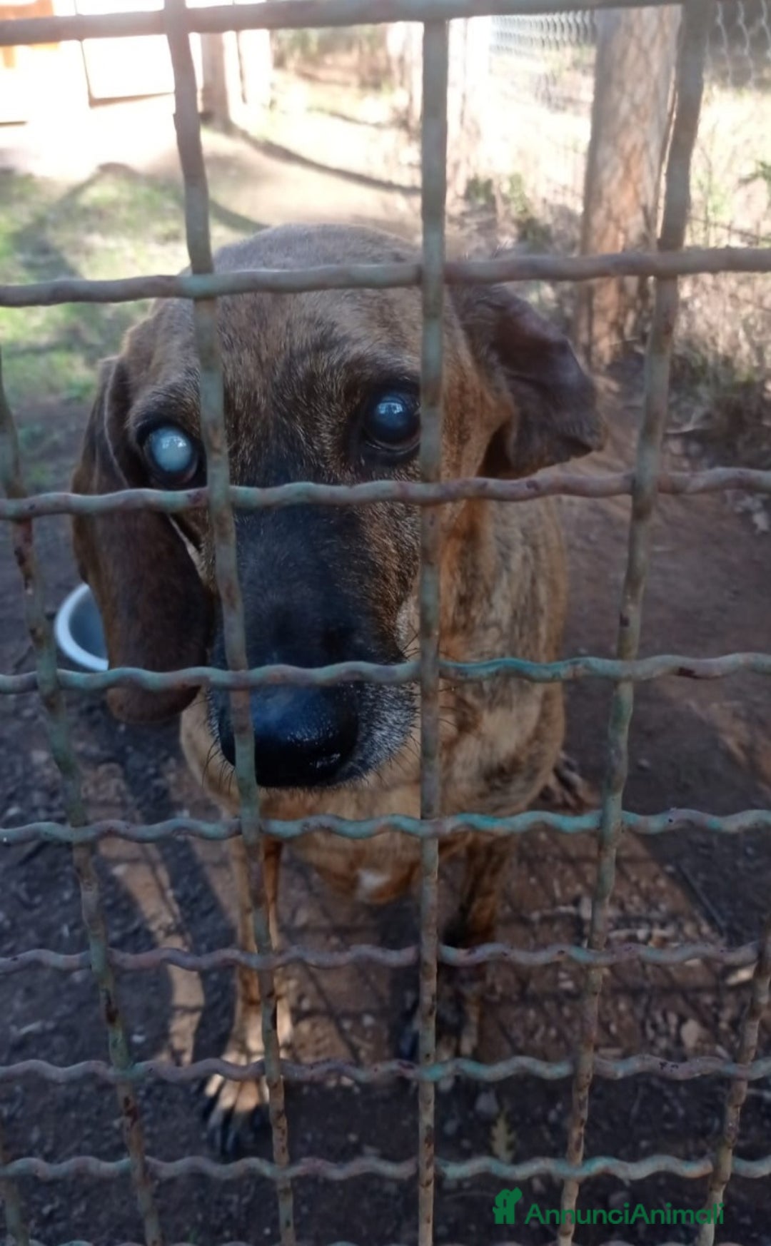 Segugio cani in regalo: Segugio 8anni DIVENTATO CIECO IN CANILE! LAZIO a Città metropolitana di Milano - Annuncio 4