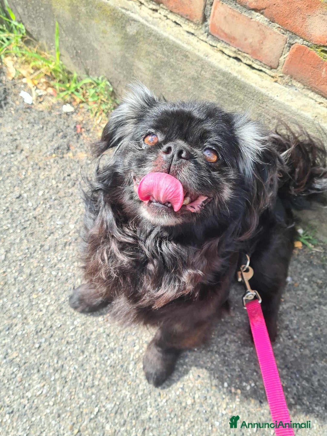 Pechinese cani in regalo: BRAD e ANGELINA, piccoli PECHINESI cercano casa! - Annuncio 17