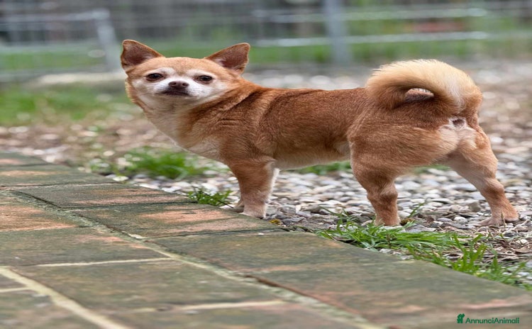 Chihuahua cani - Annuncio 1