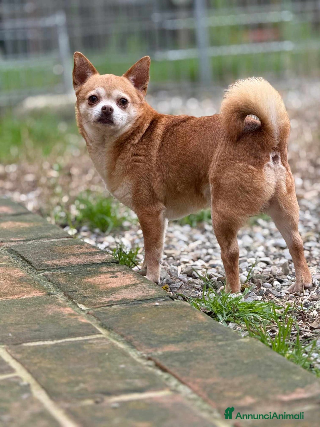 Chihuahua cani in regalo: MANDARINO, CHIHUAHUA fifoncello. - Annuncio 1