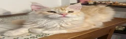 Maine Coon gatti in vendita: Maine Coon red silver  - Annuncio 5