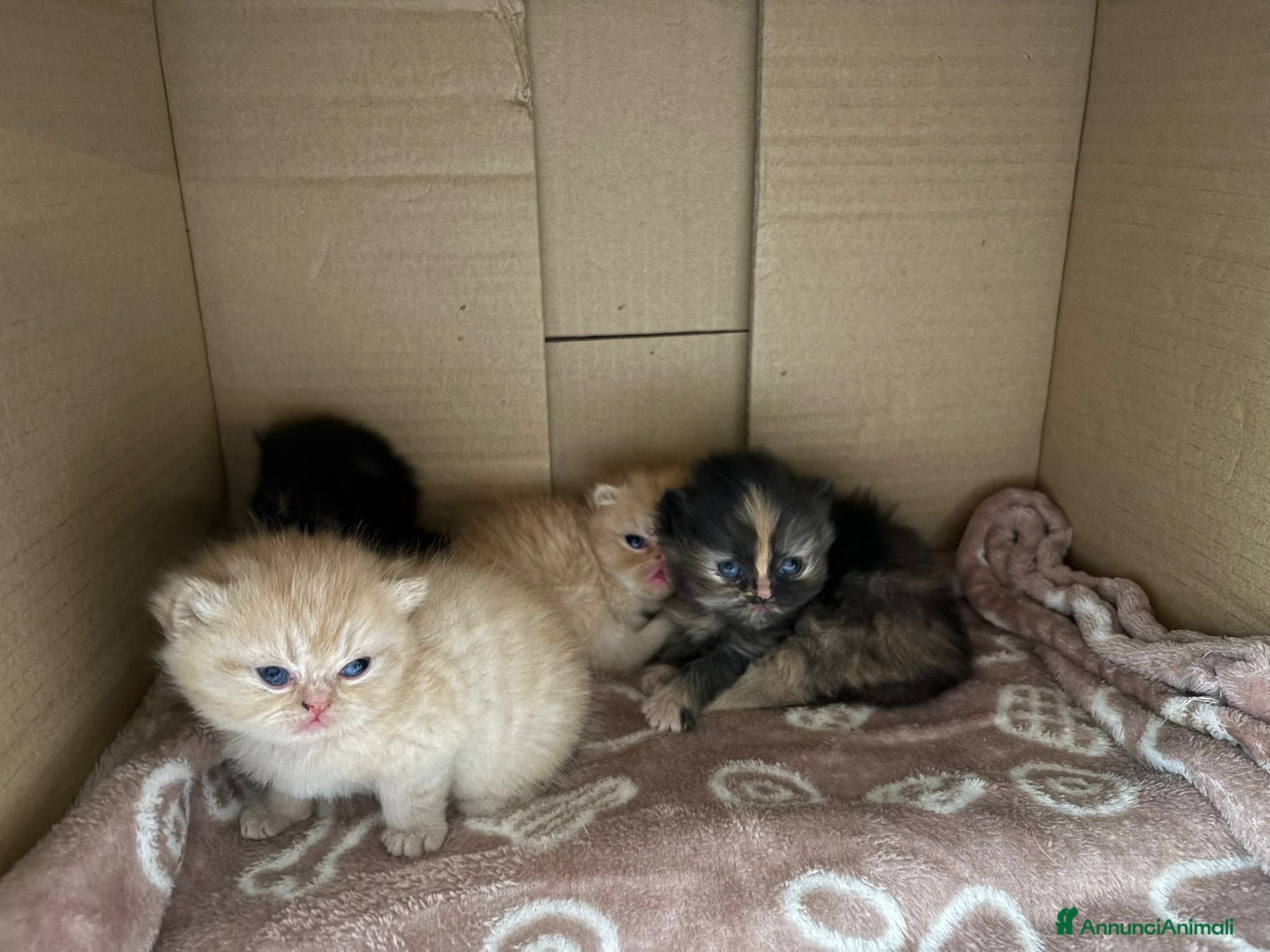Persiano gatti 4 cuccioli persiani  - Annuncio 33