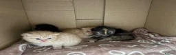 Persiano gatti in vendita: 4 cuccioli persiani  - Annuncio 1