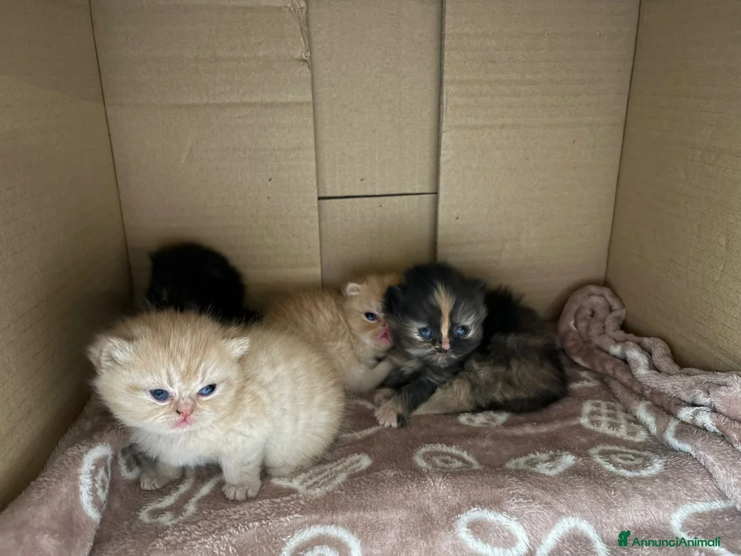Persiano gatti in vendita: 4 cuccioli persiani  - Annuncio 1