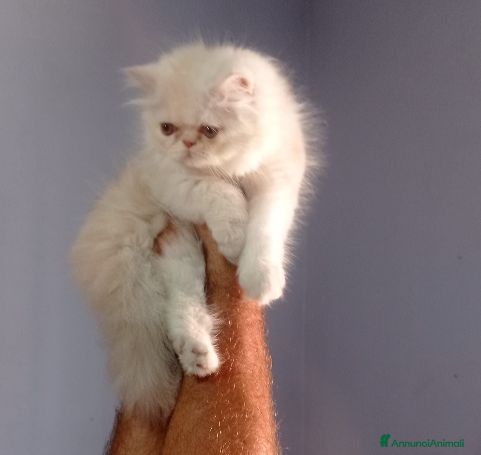 Persiano gatti Ultimo cucciolo maschio di Persiano  - Annuncio 1