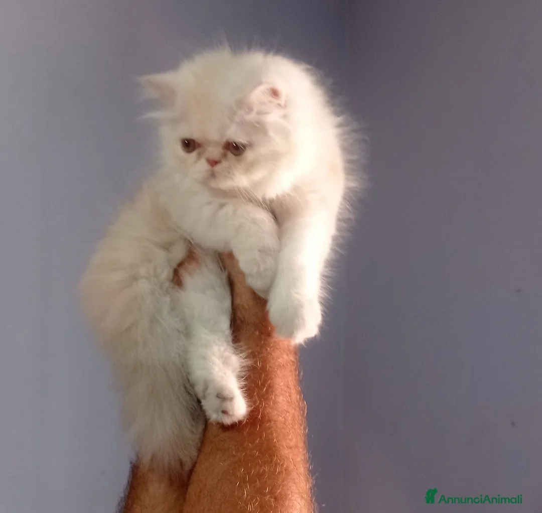 Persiano gatti in vendita: Ultimo cucciolo maschio di Persiano  - Annuncio 1