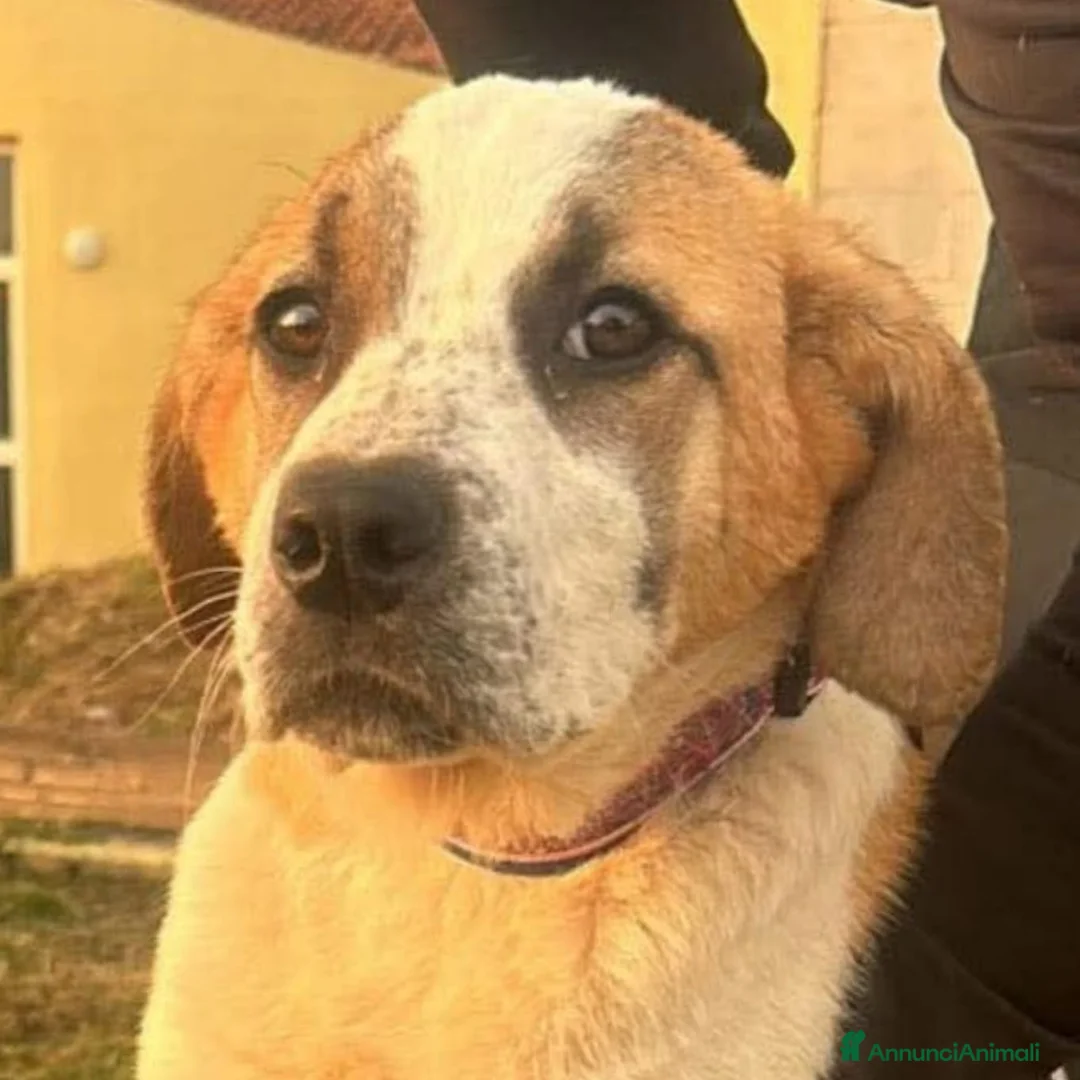 Meticcio cani in regalo: Isabel  a Provincia di Crotone - Annuncio 2