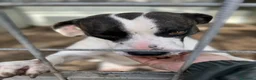 Meticcio cani in regalo: Fiorella: energia pura, bontà infinita  - Annuncio 3