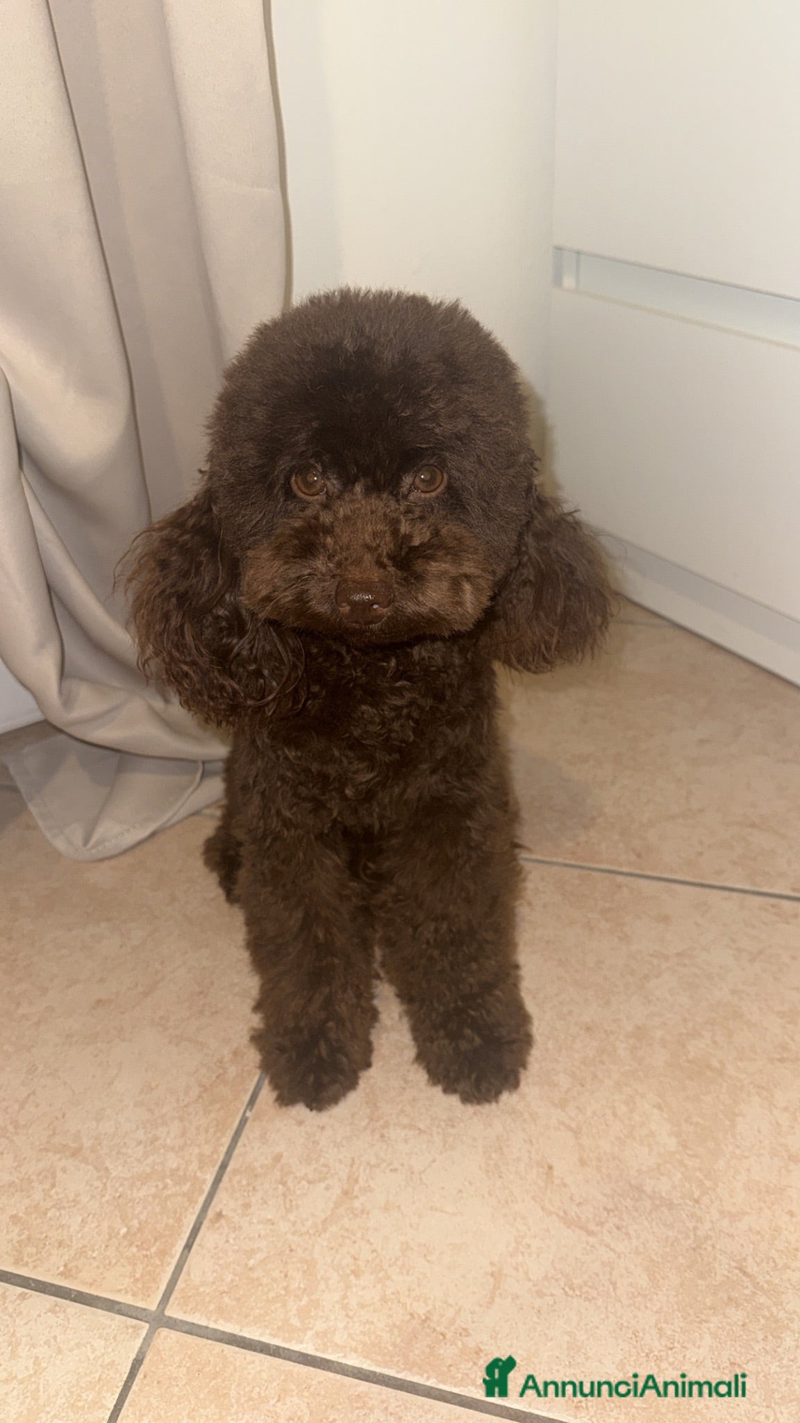 Barboncino cani Barboncino - Annuncio 16