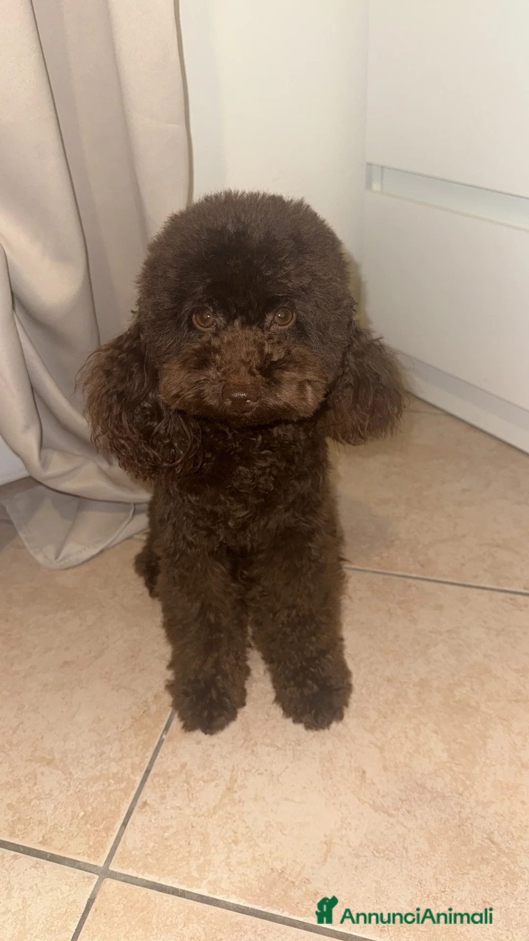 Barboncino cani in vendita: Barboncino a Provincia di Imperia - Annuncio 1