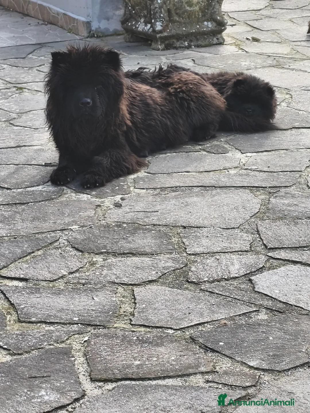 Chow Chow cani in vendita: Cuccioli di cane Chow chow  - Annuncio 1