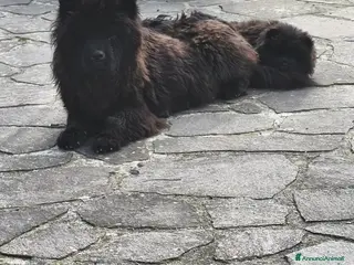 Chow Chow cani Cuccioli di cane Chow chow - Annuncio 5