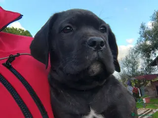 Cane Corso cani Cane corso pedigree - Annuncio 27