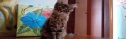 Maine Coon gatti in vendita: MAINE COON AMERICANA XXL  - Annuncio 4