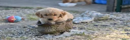 Golden Retriever cani in vendita: Allevamento professionale  cucciolata inglese - Annuncio 18