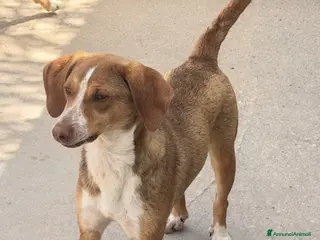 Meticcio cani Blu taglia medio piccola - Annuncio 18